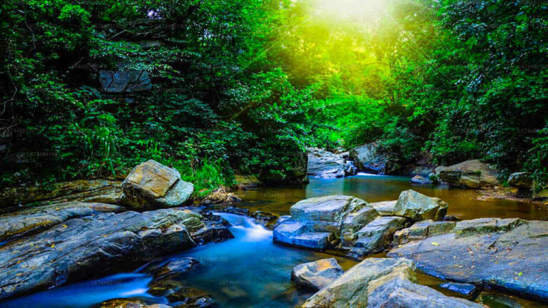 sinharaja-forest-reserve-sri-lanka