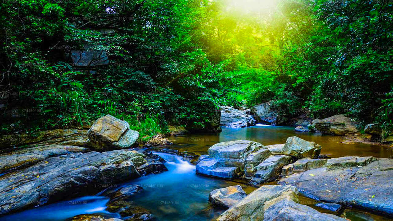 sinharaja-forest-reserve-sri-lanka