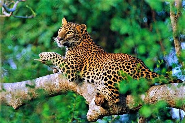 Sinharaja Forest Reserve Sri Lanka