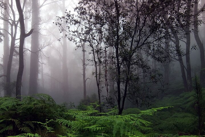 Sinharaja Forest Reserve Sri Lanka