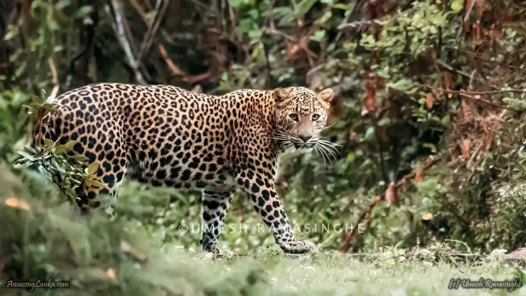 Wilpattu National Park
