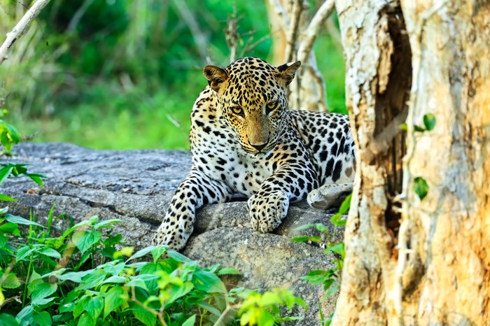 Udawalawe National Park Sri Lanka: A Complete Safari Travel Guide 3 Udawalawe National Park