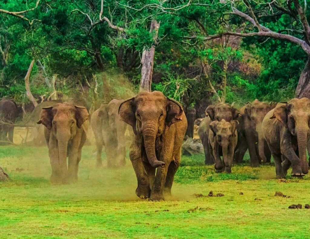 Udawalawe National Park Sri Lanka: A Complete Safari Travel Guide 2 Udawalawe National Park