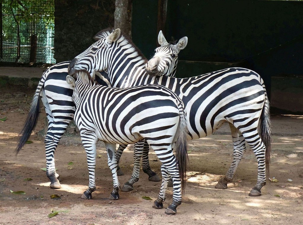 Dehiwala Sri Lanka: A Complete Travel Guide to Attractions, Beaches and Things to Do 3 Dehiwala Sri Lanka