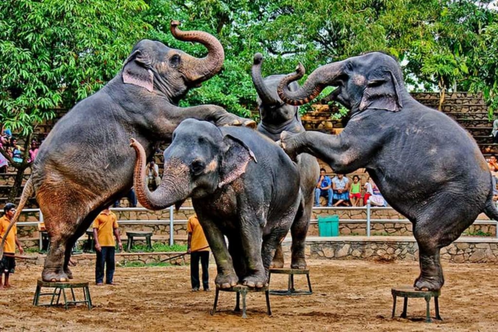 Dehiwala Sri Lanka: A Complete Travel Guide to Attractions, Beaches and Things to Do 2 Dehiwala Sri Lanka