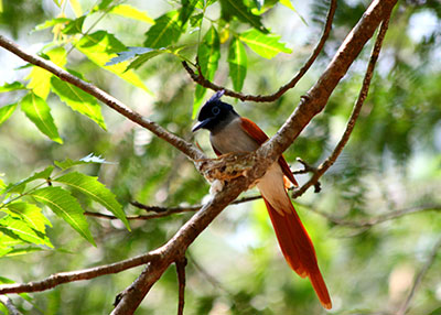 Wilpattu National Park